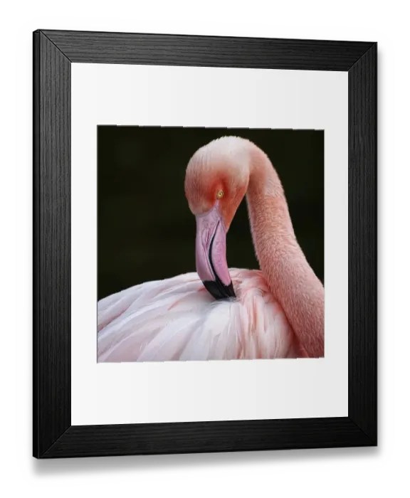 Framed Print : Phoenicopterus Framed Print : Phoenicopterus