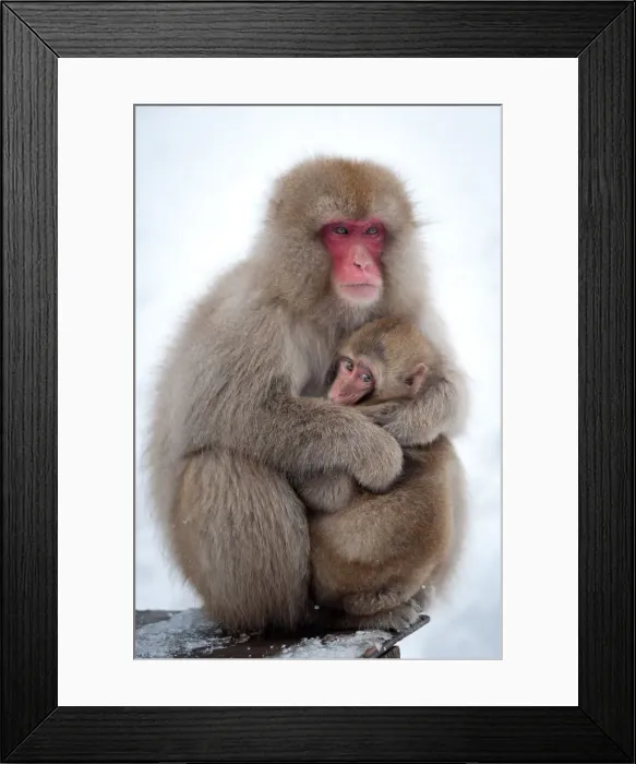 Framed Print : Snow Monkey Framed Print : Snow Monkey
