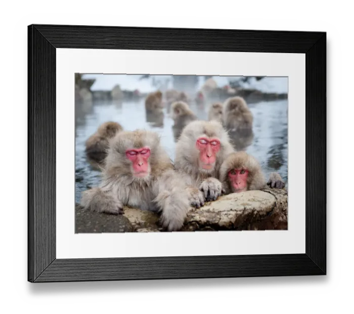 Framed Print : Japanese Snow Monkeys Framed Print : Japanese Snow Monkeys