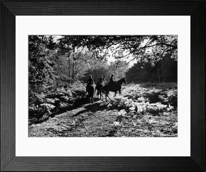 Framed Print : Forest Ride