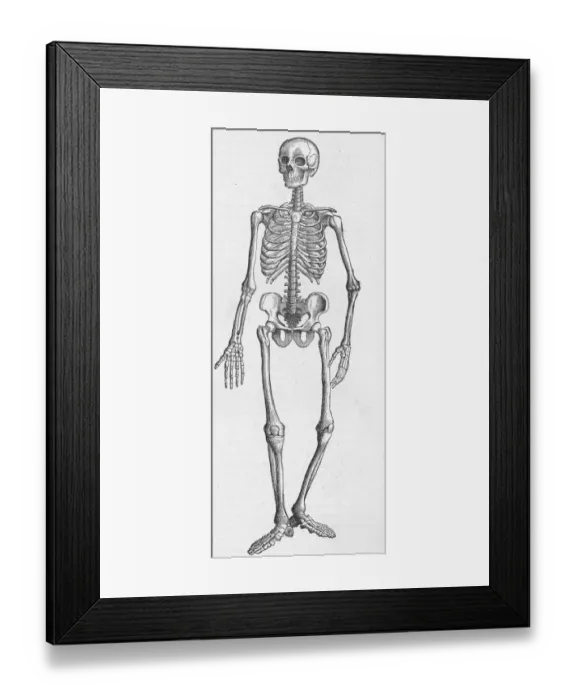 Framed Print : Image Type bone skeleton Object Science & Technology Medicine & Healthcare Subject Framed Print : Image Type bone skeleton Object Science & Technology Medicine & Healthcare Subject
