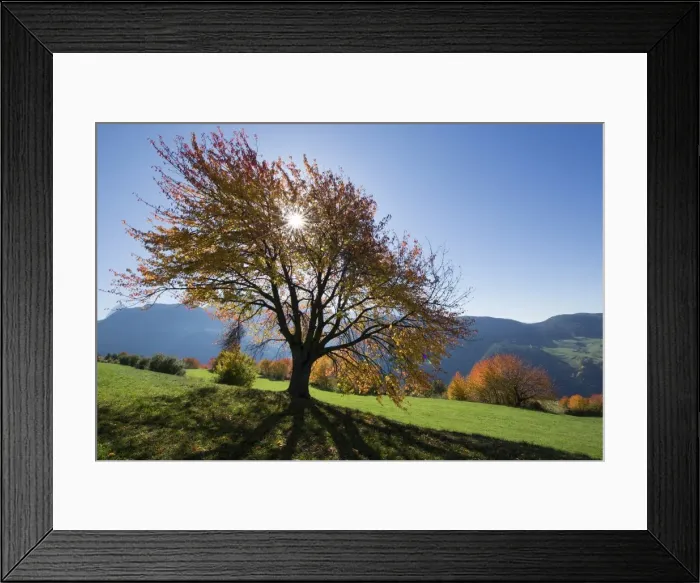 Framed Print : Sun and autumn colored tree Framed Print : Sun and autumn colored tree