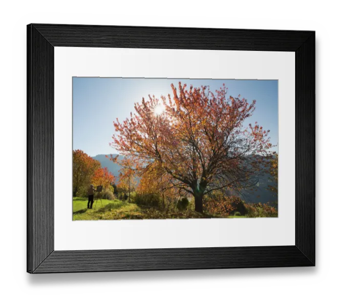 Framed Print : Autumn colored tree and artist Framed Print : Autumn colored tree and artist
