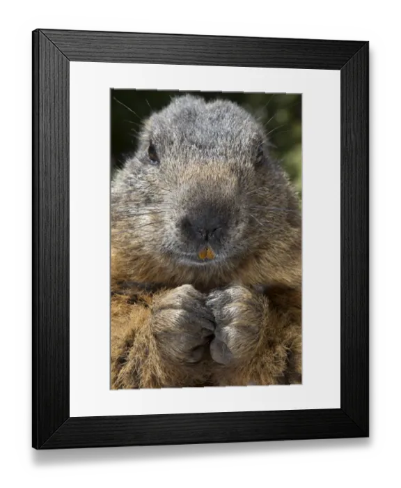 Framed Print : Alpine marmot (Marmota marmota)