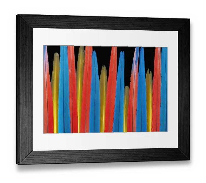 Framed Print : Ara feathers Framed Print : Ara feathers