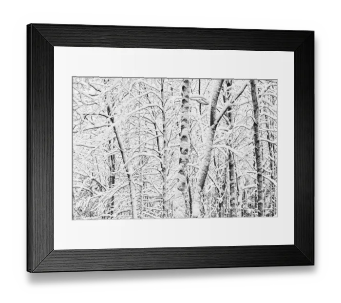 Framed Print : Trees in winter landscape Framed Print : Trees in winter landscape