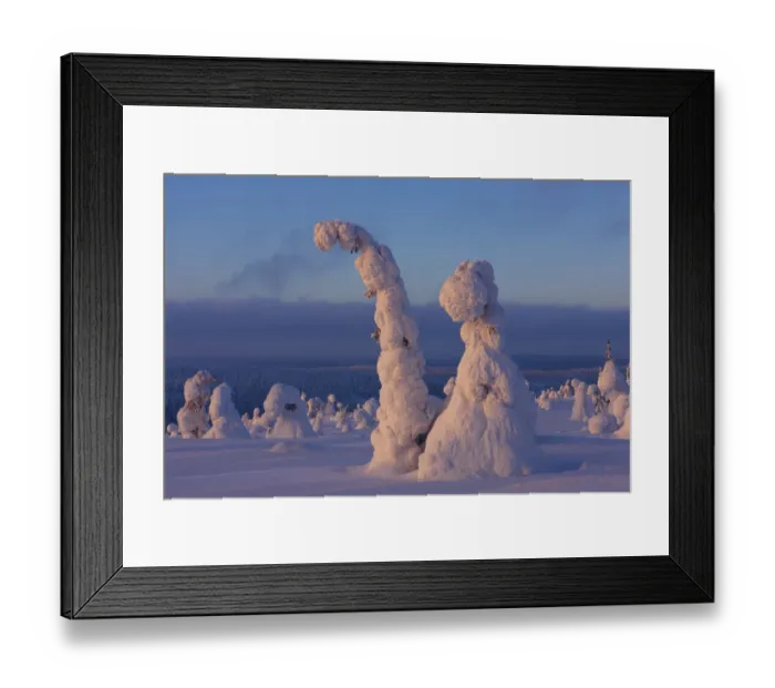 Framed Print : Snow covered trees Framed Print : Snow covered trees