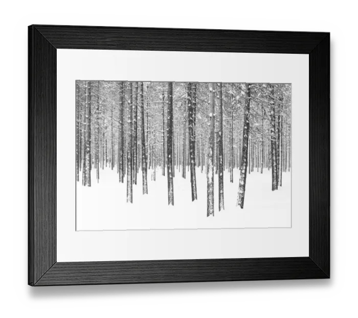 Framed Print : Pine trees in winter Framed Print : Pine trees in winter