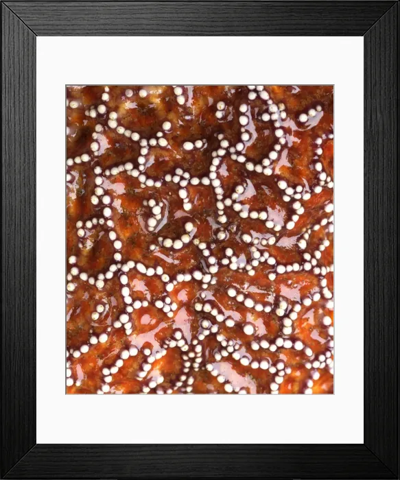 Framed Print : Werner Van Steen Framed Print : Werner Van Steen