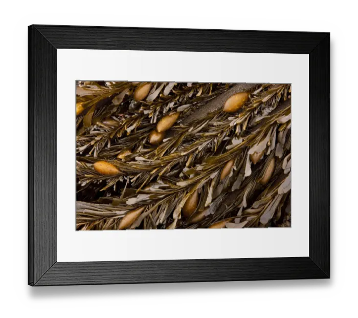 Framed Print : Golden kelp (class Phaeophyceae), California Framed Print : Golden kelp (class Phaeophyceae), California
