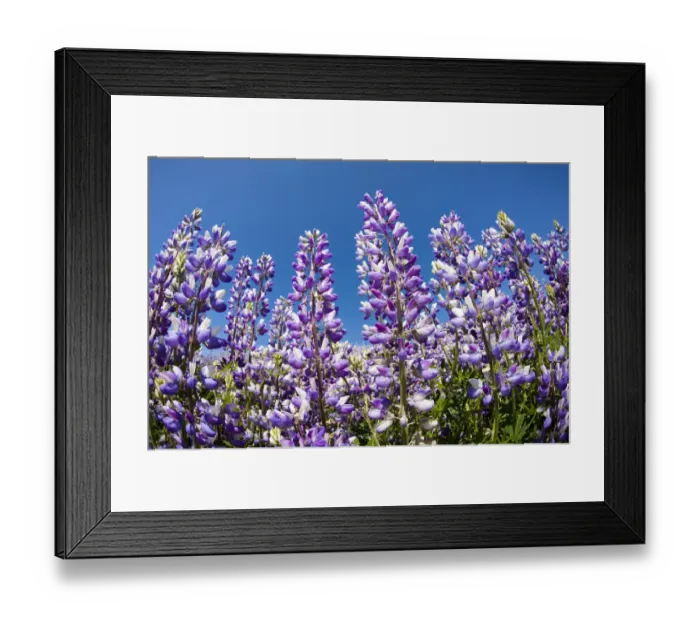 Framed Print : Douglas lupine field (Lupinus nanus) Framed Print : Douglas lupine field (Lupinus nanus)