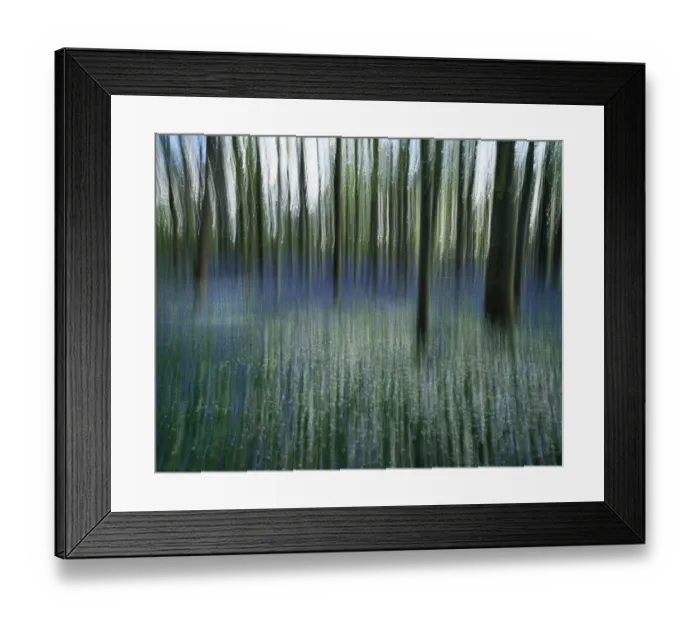 Framed Print : Bluebells (Hyacinthoides hispanica) Framed Print : Bluebells (Hyacinthoides hispanica)