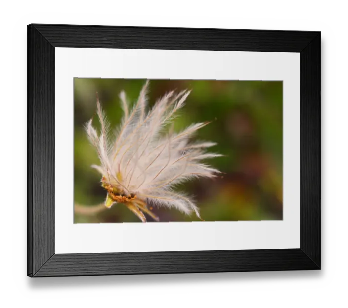 Framed Print : Delicate flower Framed Print : Delicate flower