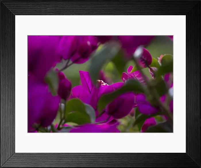 Framed Print : Azores flowers