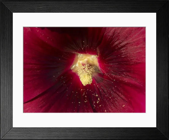 Framed Print : Azores flowers