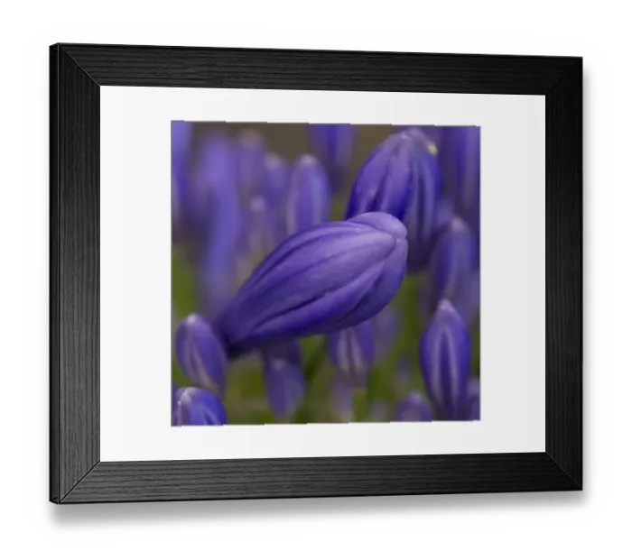 Framed Print : Azores flowers Framed Print : Azores flowers