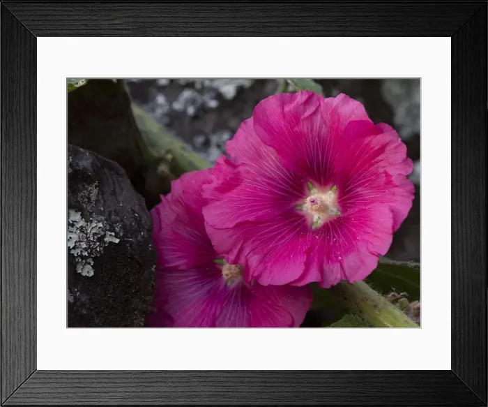 Framed Print : Azores flowers
