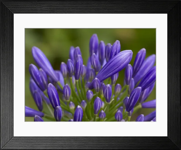 Framed Print : Azores flowers Framed Print : Azores flowers