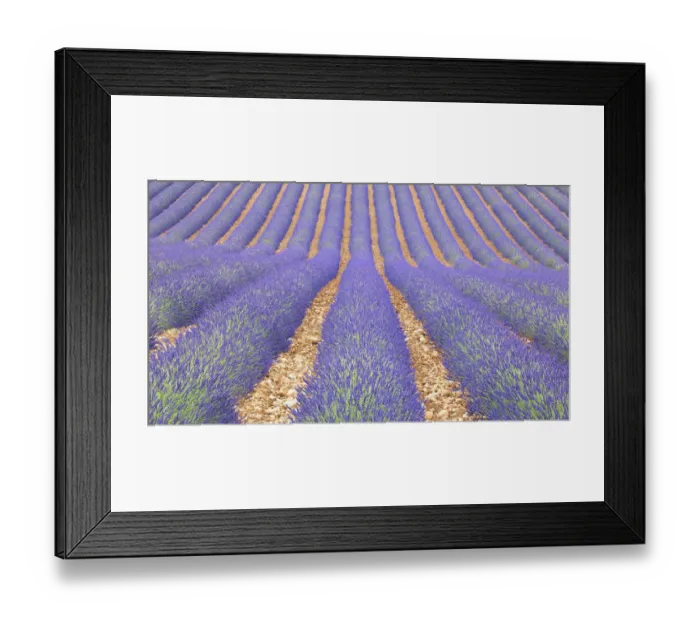 Framed Print : Lavendar field, Provence, France Framed Print : Lavendar field, Provence, France