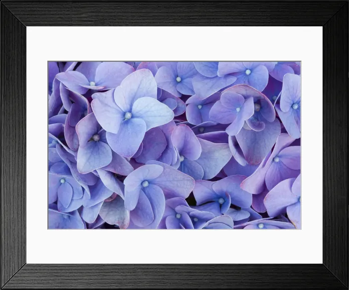 Framed Print : Blooming flowers Framed Print : Blooming flowers