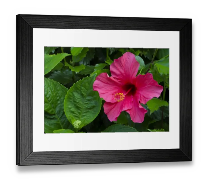 Framed Print : Blooming flowers Framed Print : Blooming flowers