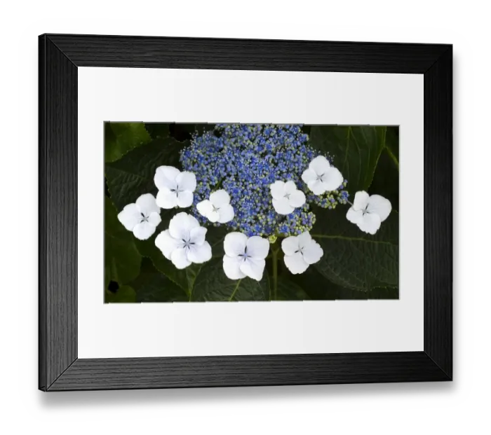 Framed Print : Blooming flowers Framed Print : Blooming flowers
