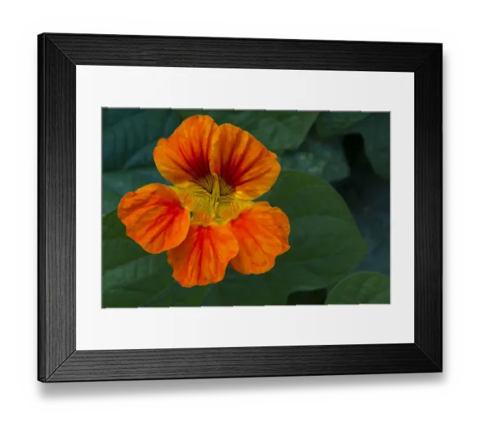 Framed Print : Blooming flowers Framed Print : Blooming flowers