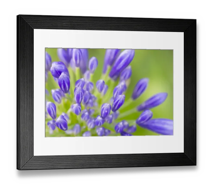 Framed Print : Blooming flowers Framed Print : Blooming flowers