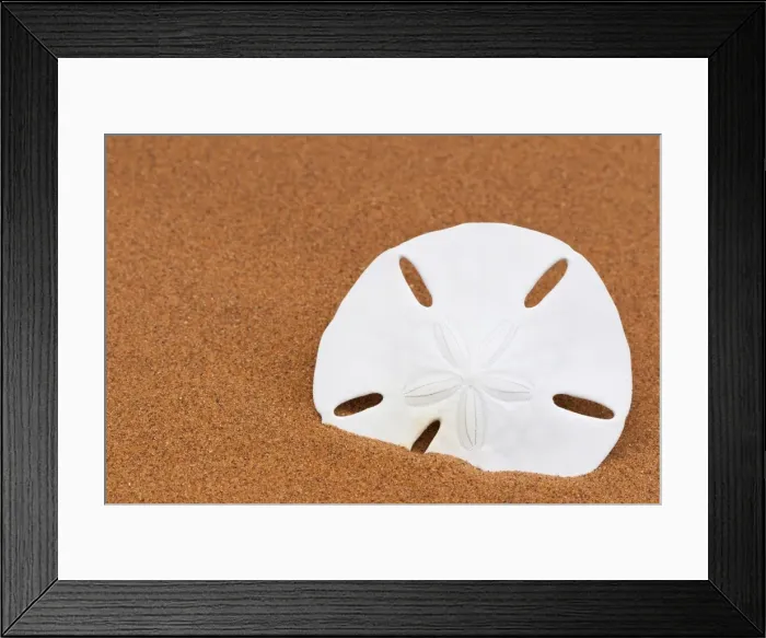Framed Print : Sand dollar on beach sand Framed Print : Sand dollar on beach sand