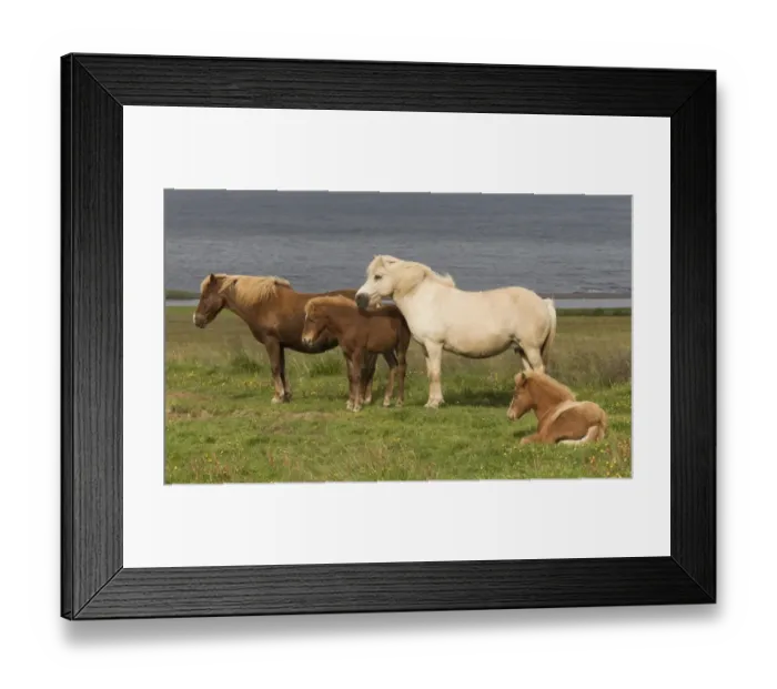 Framed Print : Icelandic horses (Equus scandinavicus) Framed Print : Icelandic horses (Equus scandinavicus)