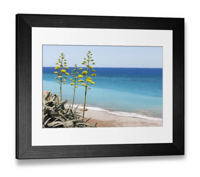 Framed Print : Century Plant (Agave americana), Greece Framed Print : Century Plant (Agave americana), Greece