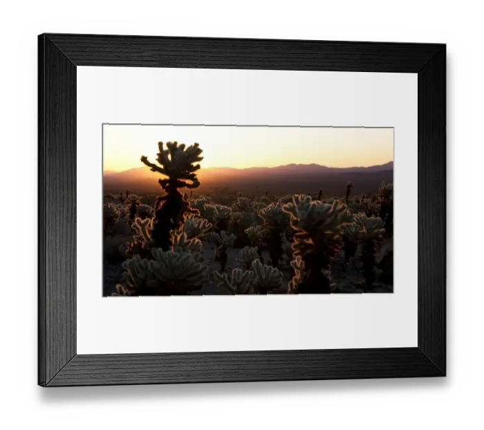 Framed Print : Cholla cactus (Cylindropuntia bigelovii) Framed Print : Cholla cactus (Cylindropuntia bigelovii)