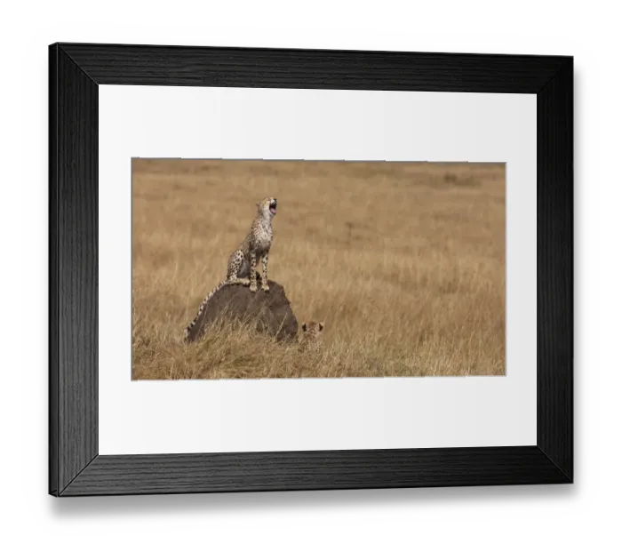Framed Print : Cheetah (Acinonyx jubatus), Masai Mara, Kenya Framed Print : Cheetah (Acinonyx jubatus), Masai Mara, Kenya