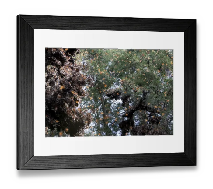 Framed Print : Flying Monarch butterflies (Danaus plexippus) Framed Print : Flying Monarch butterflies (Danaus plexippus)
