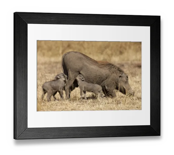 Framed Print : Warthog (Phacochoerus africanus) nursing cubs