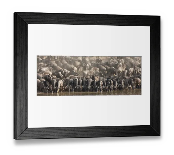 Framed Print : Wildebeest (Connochaetes taurinus) drinking Framed Print : Wildebeest (Connochaetes taurinus) drinking