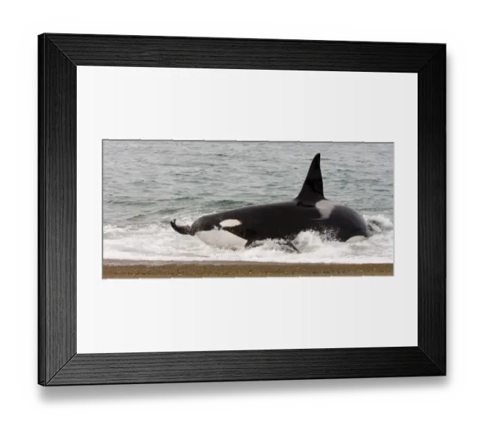 Framed Print : Orca (Orcinus orca) catching sea lion Framed Print : Orca (Orcinus orca) catching sea lion