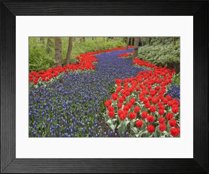 Framed Print : River of flowers, Keukenhof gardens, Netherlands Framed Print : River of flowers, Keukenhof gardens, Netherlands