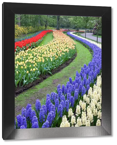 Flower gardens of Keukenhof, Netherlands