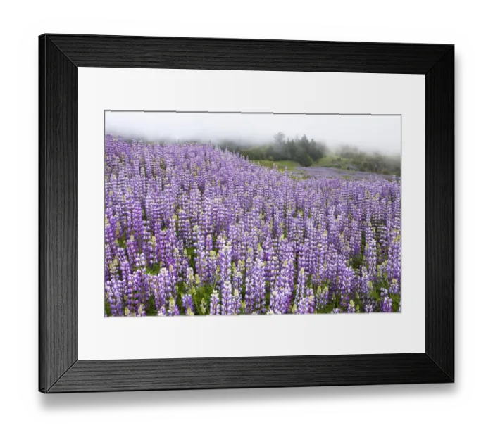 Framed Print : Douglas lupine (Lupinus nanus), California, USA Framed Print : Douglas lupine (Lupinus nanus), California, USA