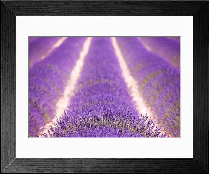 Framed Print : Lavender field, Provence, France Framed Print : Lavender field, Provence, France