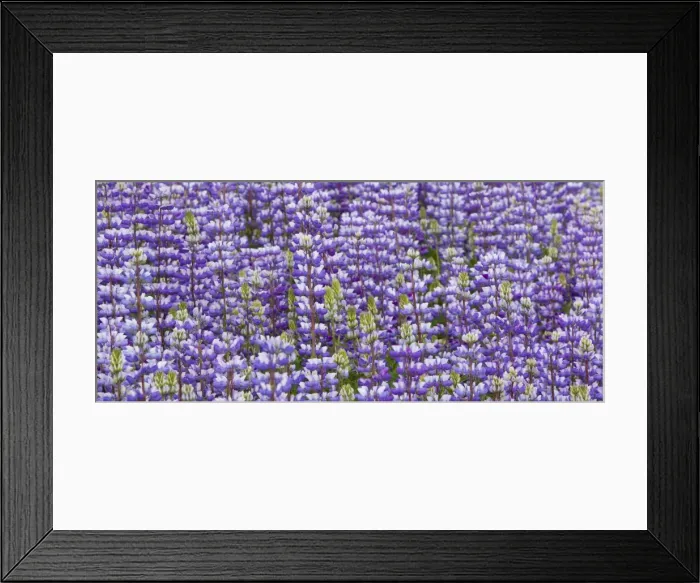 Framed Print : Douglas lupine field (Lupinus nanus) Framed Print : Douglas lupine field (Lupinus nanus)