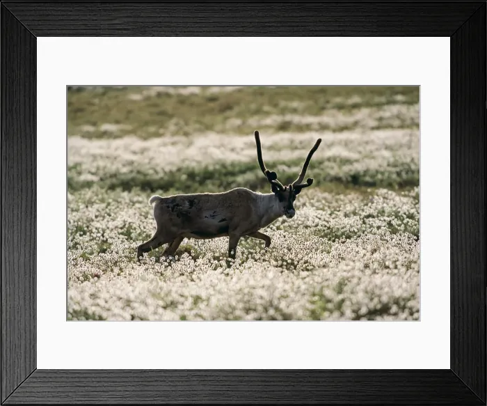 Framed Print : Caribou (Rangifer tarandus) and cottongrass Framed Print : Caribou (Rangifer tarandus) and cottongrass