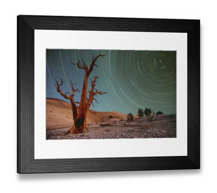 Framed Print : Bristlecone pines (Pinus Longaeva) and startrails Framed Print : Bristlecone pines (Pinus Longaeva) and startrails