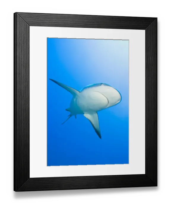 Framed Print : Lemon shark (Negaprion brevirostris), Bahamas
