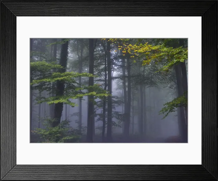 Framed Print : Forest of Halle in fall with fog, Belgium Framed Print : Forest of Halle in fall with fog, Belgium