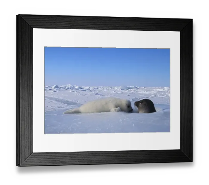 Framed Print : Harp seal (Phoca groenlandica) mother and cub Framed Print : Harp seal (Phoca groenlandica) mother and cub