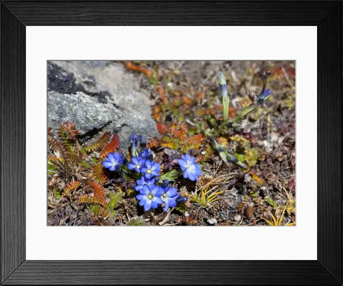 Framed Print : Gentiana (Gentiana ornata) Framed Print : Gentiana (Gentiana ornata)