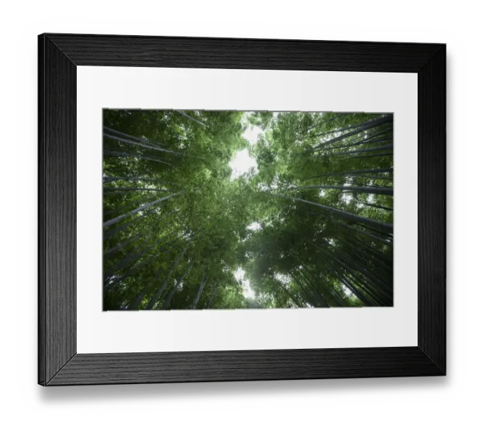 Framed Print : Bamboo trunks, low view Framed Print : Bamboo trunks, low view