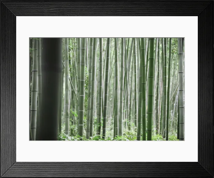 Framed Print : Bamboo trunks Framed Print : Bamboo trunks